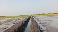 Optimasi lahan rawa di Lampung Selatan.