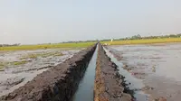 Optimasi Lahan Rawa di Lampung Selatan Dorong Petani Semakin Produktif