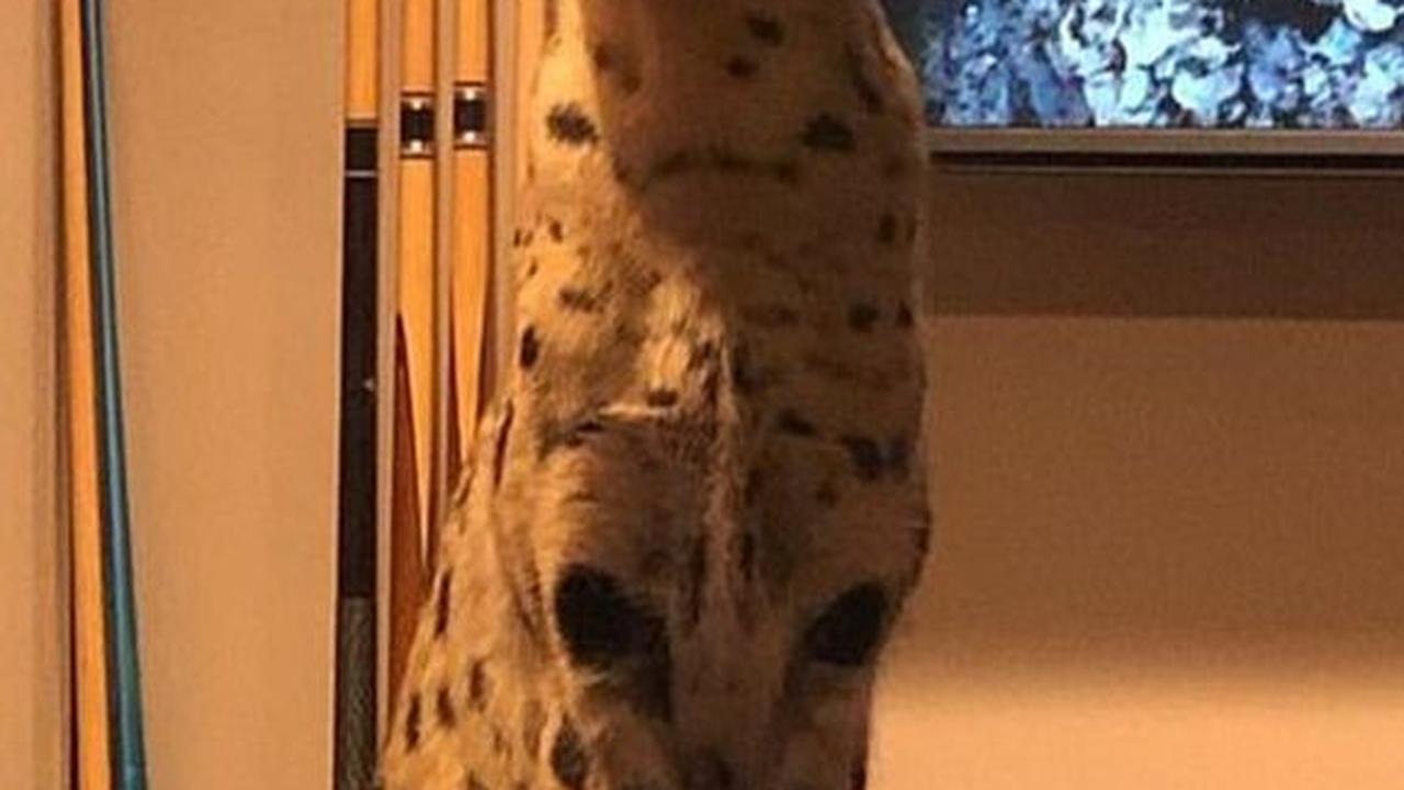 4. Serval<br>