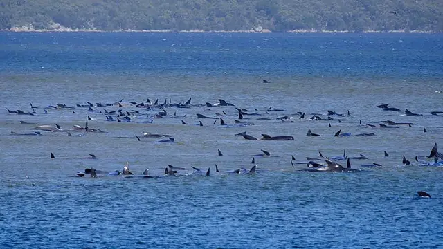 Ratusan Paus Pilot Terdampar di Pantai Tasmania