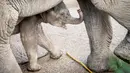 Bayi gajah, Mun berdiri di samping ibunya, gajah Asia berusia 22 tahun, Surin, saat pertama kali berjalan di kandang mereka di Kebun Binatang Kopenhagen, Rabu (7/10/2020). Bayi gajah tersebut lahir pada 1 Oktober 2020 lalu. (Photo by Mads Claus Rasmussen / Ritzau Scanpix / AFP)