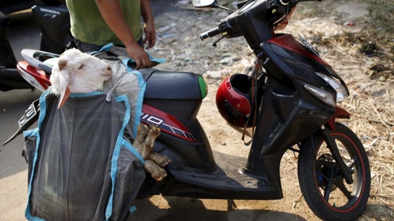 Kisah semangat bocah penjaga dagangan hewan kurban
