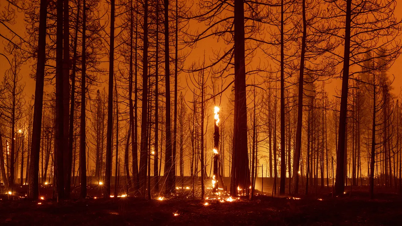 Kebakaran Besar di Hutan California