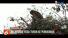 Kawanan kera yang biasanya tinggal diatas Gunung Agung kini turun untuk mencari makanan.