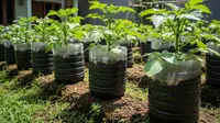 8 Langkah Cara Menanam Kentang di Galon Bekas, Solusi Berkebun Hemat Lahan di Rumah