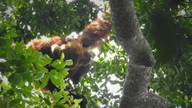 Orang Utan Sumatra