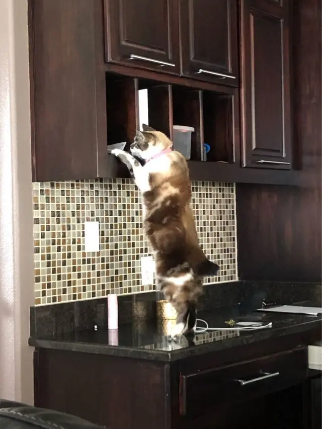 6 Tingkah Absurd Kucing saat Curi Makanan, Bikin Tepuk Jidat