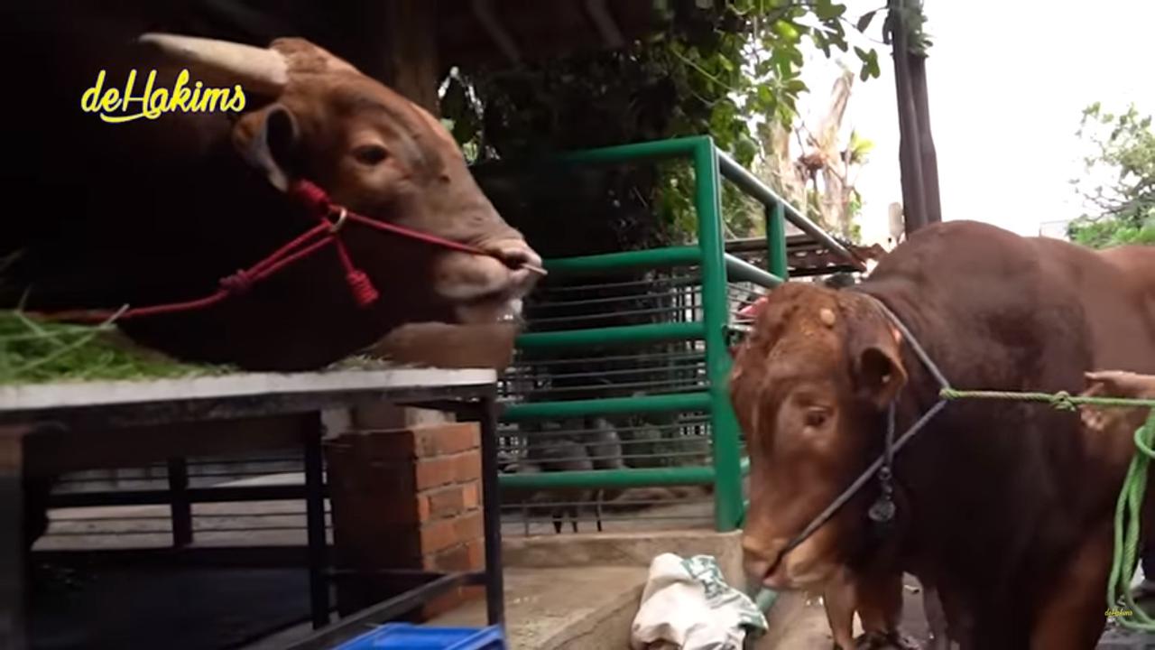 Sapi Kurban Jumbo Golden dan Wariso Bertemu