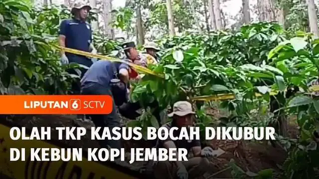 VIDEO: Geger! Kasus Bocah Tewas Terkubur di Kebun Kopi, Bagaimana Kronologinya?