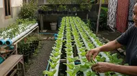 Cara Memilih Benih Pakcoy yang Bagus untuk Petani Pemula