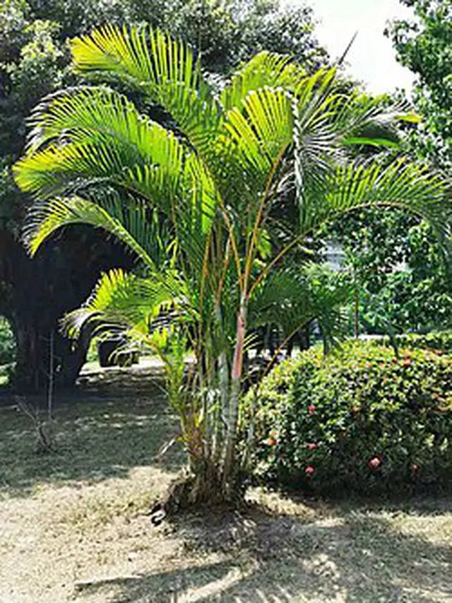 Palem kuning (Wikipedia.org)