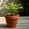 Cara Membuat Tanaman Tumbuh Subur di Pot Kecil, Ini Kunci Perawatannya