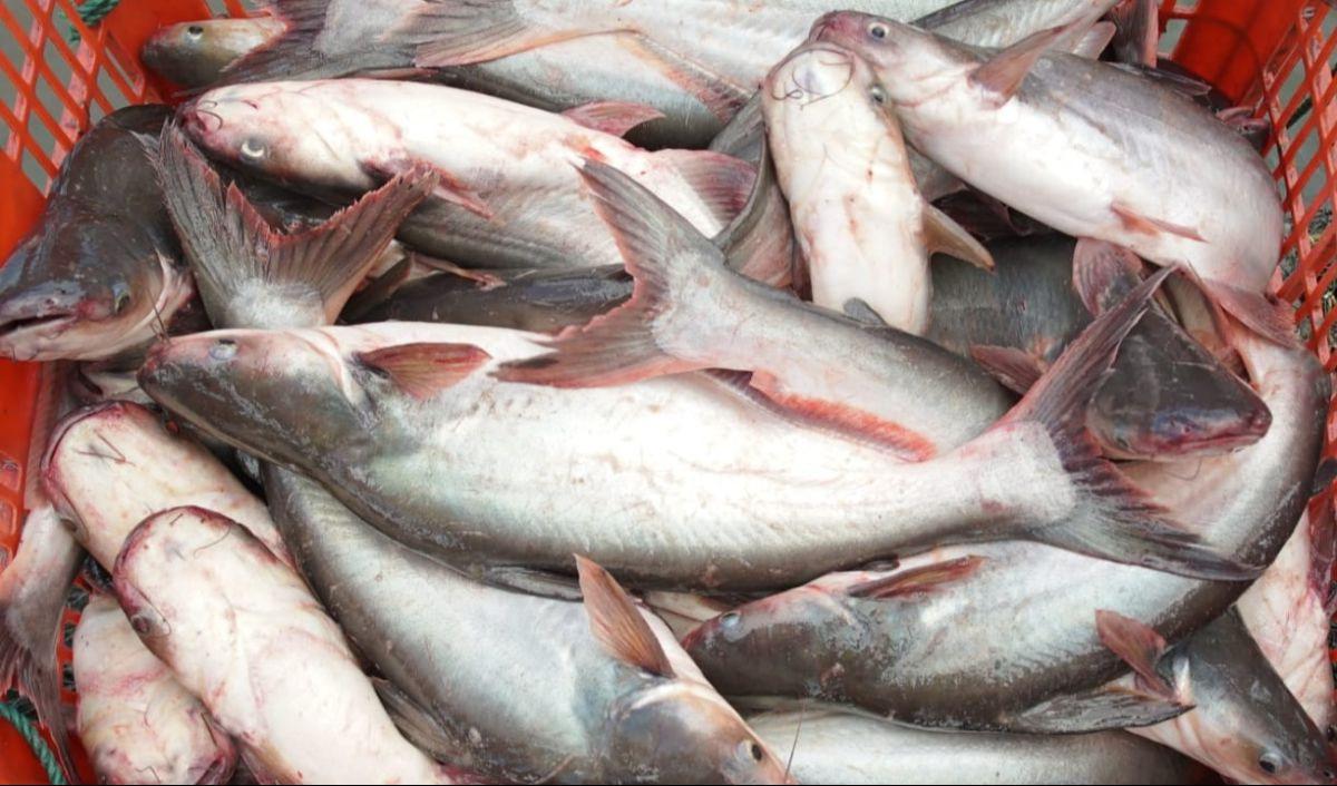1. Ikan Patin