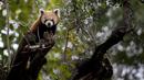 <p>Panda merah (Ailurus fulgens) -juga dikenal sebagai panda kecil atau 'rubah api'- ditemukan di hutan-hutan Asia, terutama di Nepal atau China. (CARLOS COSTA / AFP)</p>