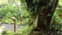 Bichacue Yath Arte & Naturaleza menyajikan kepada Anda tanaman yang berbentuk wajah tokoh negeri dongeng yang unik dan mengesankan. (Foto: Atlasobscura)
