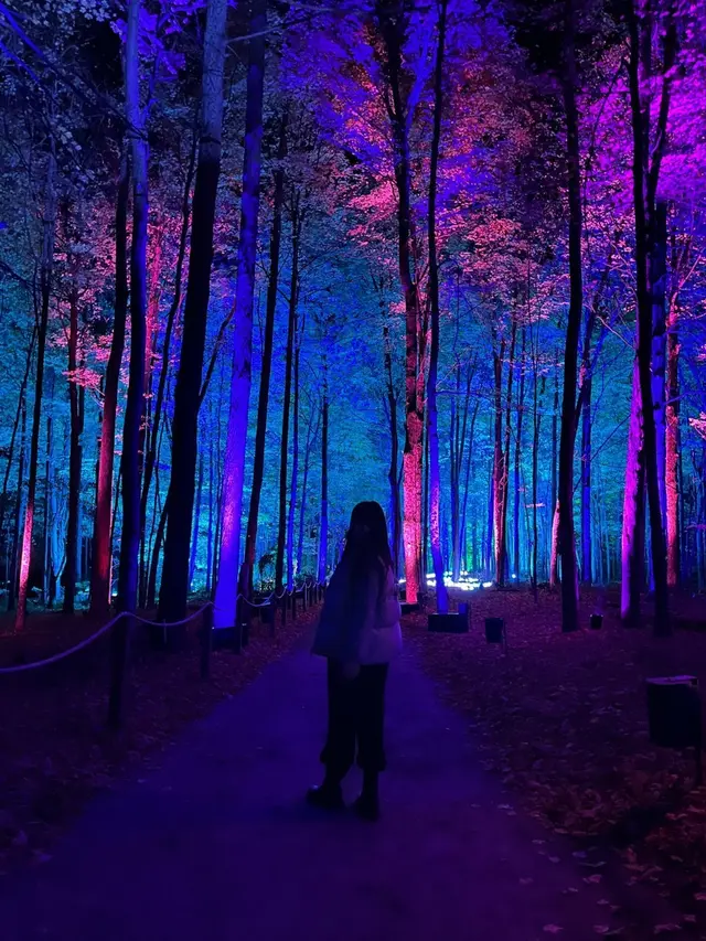 Rencana Atraksi Harry Potter di Hutan Terlarang Versi Australia Tersandung Petisi, Dituding Ganggu Hewan Liar dan Hutan