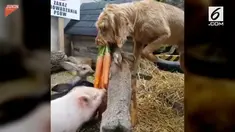 Seekor anjing memiliki kemampuan yang unik. Ia mampu memberi makan kelinci dan babi.