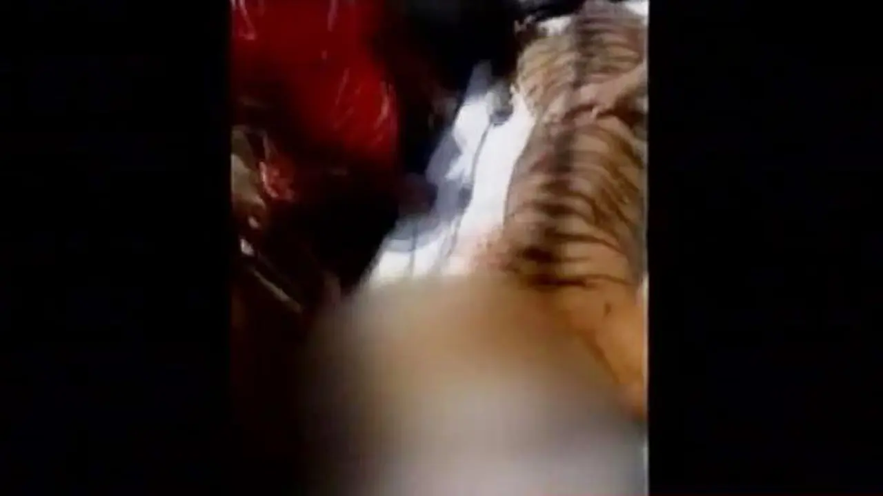 VIDEO: Terkena Perangkap, Harimau Sumatera Terpaksa Ditembak