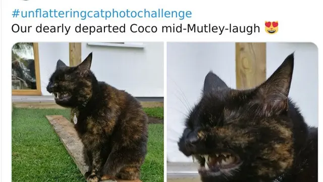 Tak Selalu Menggemaskan, Ini 8 Potret Saat Kucing Bertingkah Aneh