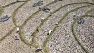 Kekeringan Ekstrem Sebabkan Sawah di Jonggol Mengering