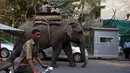 Dua orang pria menaiki seekor gajah melintasi jalan raya kawasan Nizamuddin, New Delhi , India , 26 Februari 2016.(REUTERS / Cathal McNaughton)