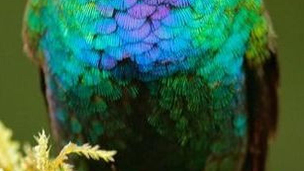 4. Burung Kolibri dengan Warna Tenggorokan yang Berapi-api