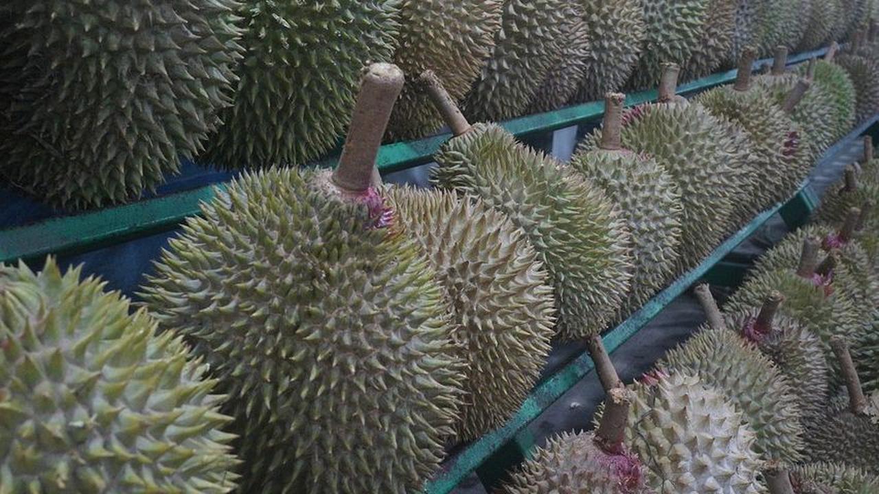 Kapan Anak Boleh Makan Durian