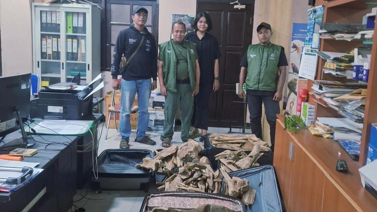 FOTO: TNI AL Gagalkan Penyelundupan Satwa Dilindungi dan Gaharu di Sorong