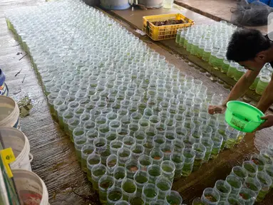Pekerja menyortir anakan ikan cupang hias yang siap dibesarkan di pusat budidaya cupang Boston Betta Serpong, Tangerang Selatan, Selasa (8/12/2020). Dalam sebulan Boston Betta mampu menjual Ikan cupang hias sebanyak 10 ribu ekor dengan harga Rp20 ribu - Rp1,5 juta per ekor. (merdeka.com/Dwi Narwoko)