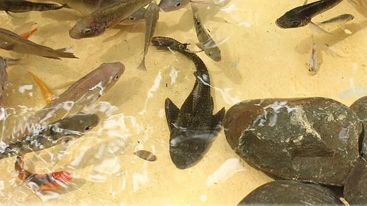Cara Mengolah Ikan Sapu-Sapu Jadi Pakan Ternak, Berkualitas Tinggi
