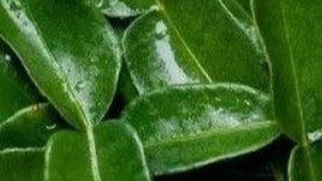 9. Daun Jeruk