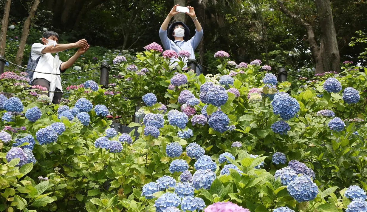 Pengunjung dengan mengenakan masker mengambil gambar bunga hydrangea yang mekar penuh di kuil Hasedera di Kamakura, dekat Tokyo pada Senin (15/6/2020). Karena ada banyak bunga hydrangea yang mekar di sini, kuil ini pun dijuluki sebagai kuil hydrangea. (AP Photo/Koji Sasahara)