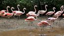 Flamingo saat beraktivitas bersama kawan-kawannya di Kebun Binatang Sorocaba, Sorocaba, Brasil (1/7/2015). Flamingo Chile dipasangi kaki palsu karena bagian bawah kaki kirinya yang mengalami patah tulang telah diamputasi. (REUTERS/Paulo Whitaker)