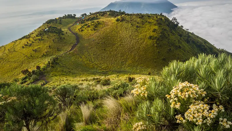 [reservasi]pendaki pemula merbabu