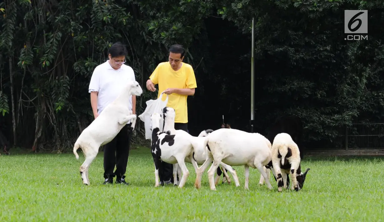 Presiden Joko Widodo atau Jokowi dan Menteri Perindustrian Airlangga Hartarto memberi makan kambing saat olahraga bersama di Istana Bogor, Sabtu (24/3). Selama berolahraga bersama keduanya tampak berbincang santai. (Liputan6.com/Pool/Biro Pers Setpres)