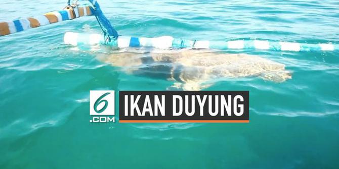 VIDEO: Festival Memanggil Ikan Duyung di Pulau Alor