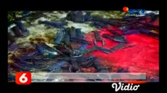 Tingginya permintaan konsumen akan lobster air tawar merangsang sejumlah peternak ikan, mulai mengembangkan budidaya lobster air tawar. Selain perawatannya tidak terlalu sulit, usaha tersebut mampu meraup omzet hingga belasan juta rupiah per bulan.