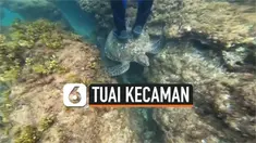 vertical penyu