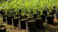6 Langkah Cara Panen Jahe Bertahap Tanpa Bongkar Semua, Bisa Panen Berkali-kali