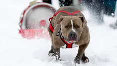 Seekor anjing bernama Dozer menarik tong bir di arena salju saat perlombaan Monster Dog Pull di Red Lodge Ales, Montana (25/2). Lomba menarik tong di salju ini diikuti sekitar 40 anjing dari wilayah tersebut. (Jim Urquhart / Getty Images / AFP)