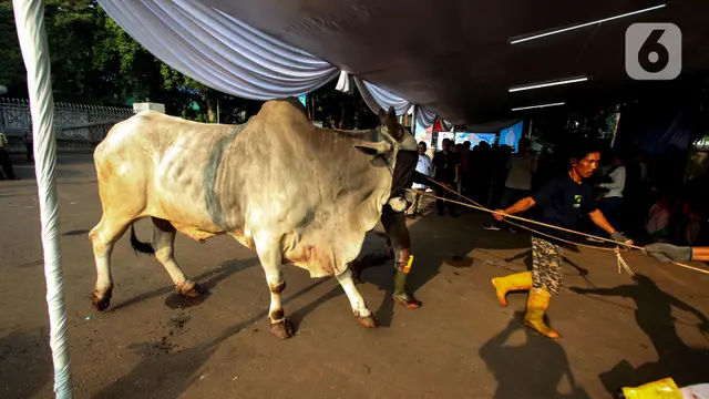 Hindari Kerumunan Warga, Masjid Istiqlal Distribusikan Daging Hewan Kurban Melalui Yayasan
