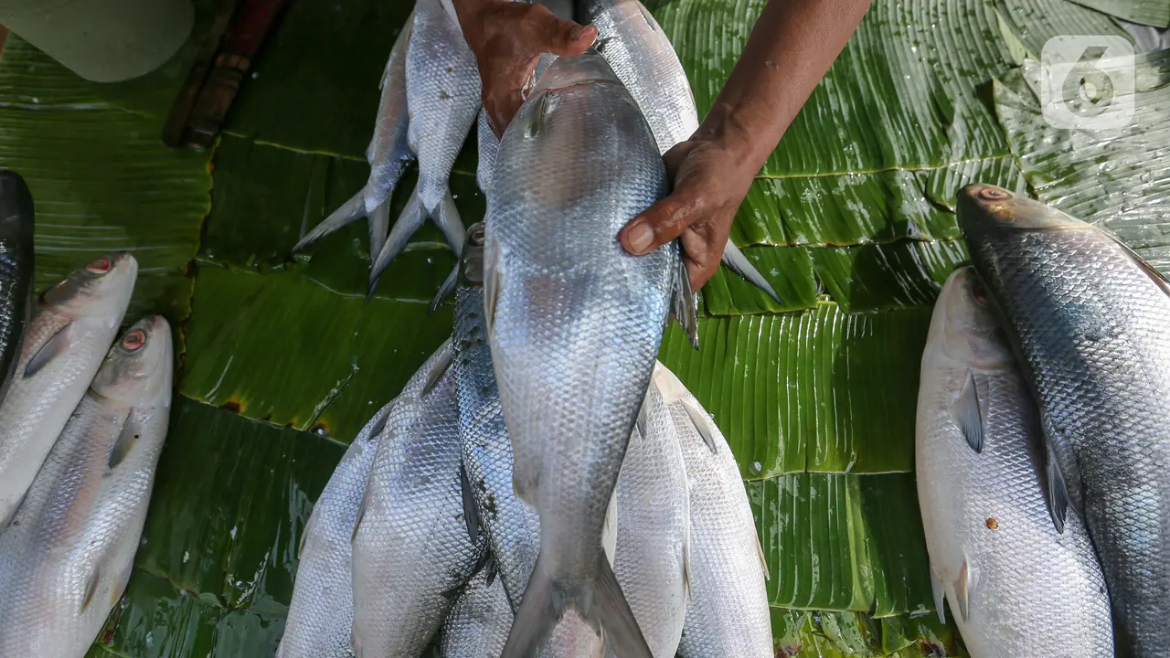 Ilustrasi ikan bandeng.