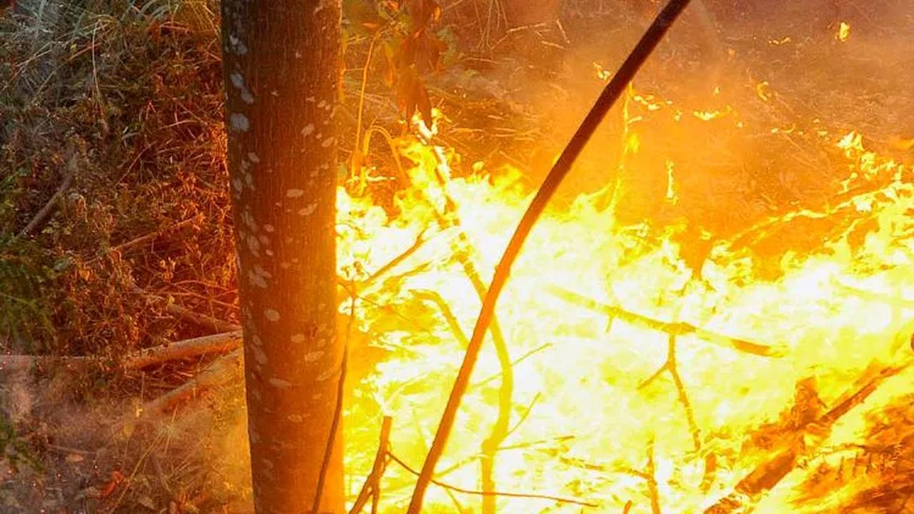 Diduga api berasal dari puntung rokok pengendara bermotor.