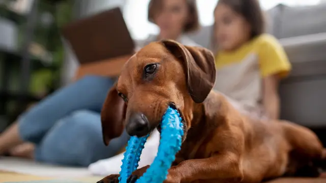 Puppy Biting