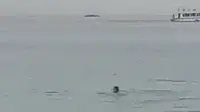 Sebuah video amatir berisi insiden seorang pria tiba-tiba diserang seekor hiu ketika berenang di pantai menjadi viral di media sosial. (Foto: Tangkapan layar akun Twitter @ahlipsikis)