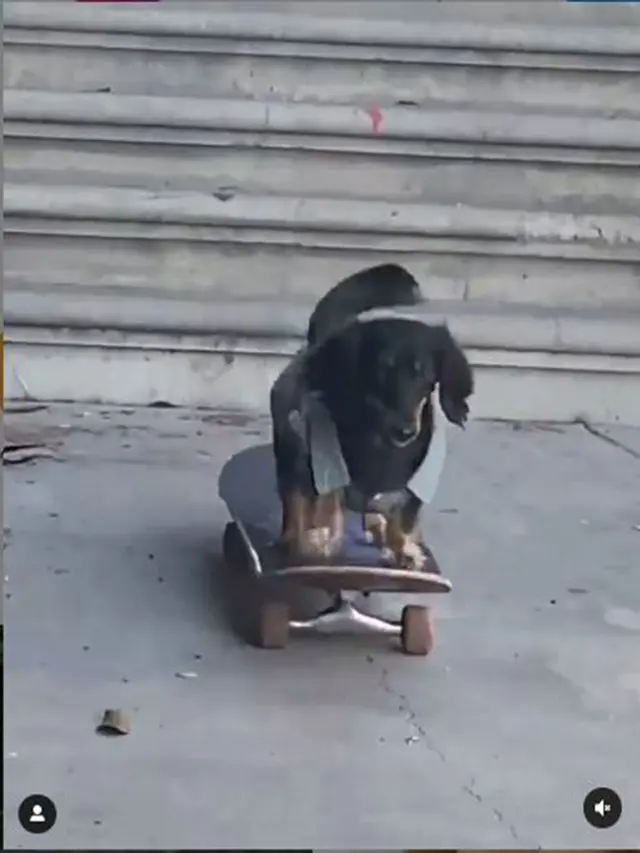 Anjing mahir main skateboard
