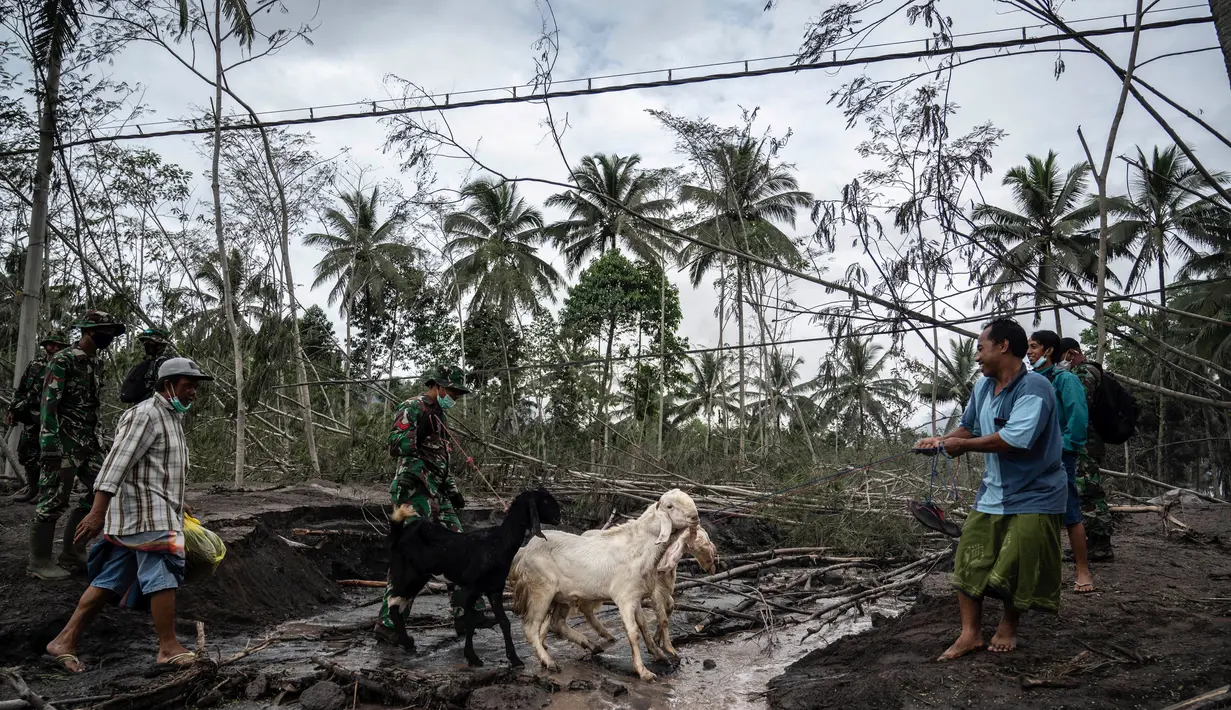 Penduduk desa menyelamatkan apa yang mereka dapat dari rumah mereka yang rusak akibat erupsi Gunung Semeru di Desa Sumber Wuluh, Lumajang, Jawa Timur, Senin (6/12/2021). Desa Sumber Wuluh luluh lantak mengakibatkan puluhan rumah rusak dan ratusan warga mengungsi. (Juni Kriswanto/AFP)