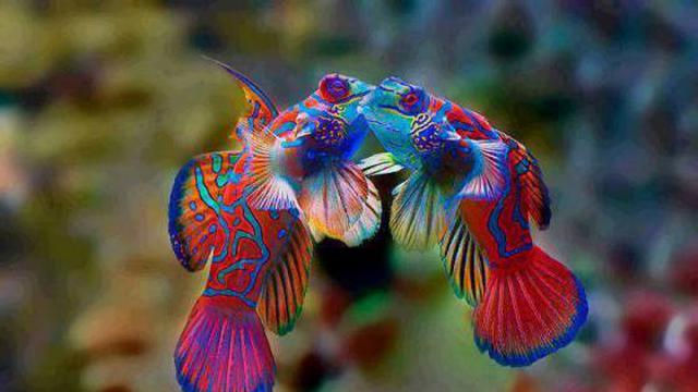 7 Ikan Paling Cantik Di Muka Bumi Citizen6 Liputan6 Com