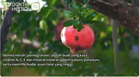 Dokter Herbal Ungkap Cara Manfaatkan Delima Merah untuk Kecantikan