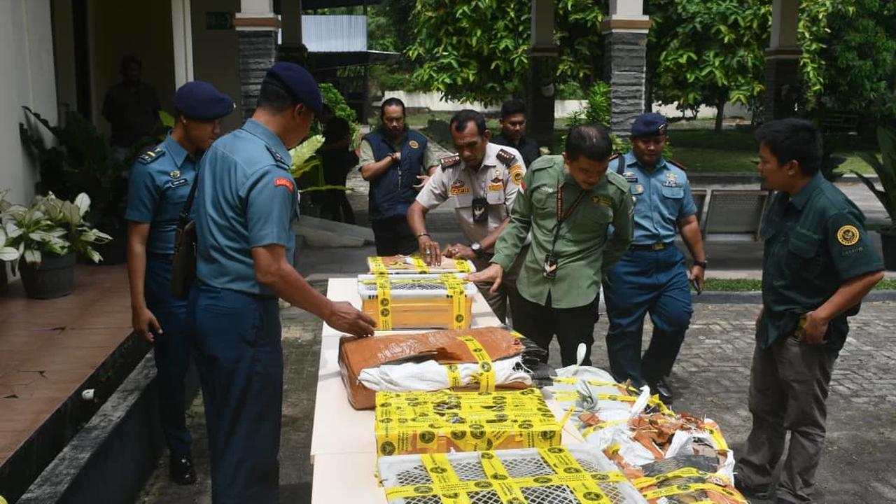 Aksi Prajurit TNI AL Gagalkan Penyelundupan Kulit Ular dan Puluhan Kura-kura